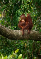 Orangutan bornejsky - Pongo pygmaeus - Bornean Orangutan o9510